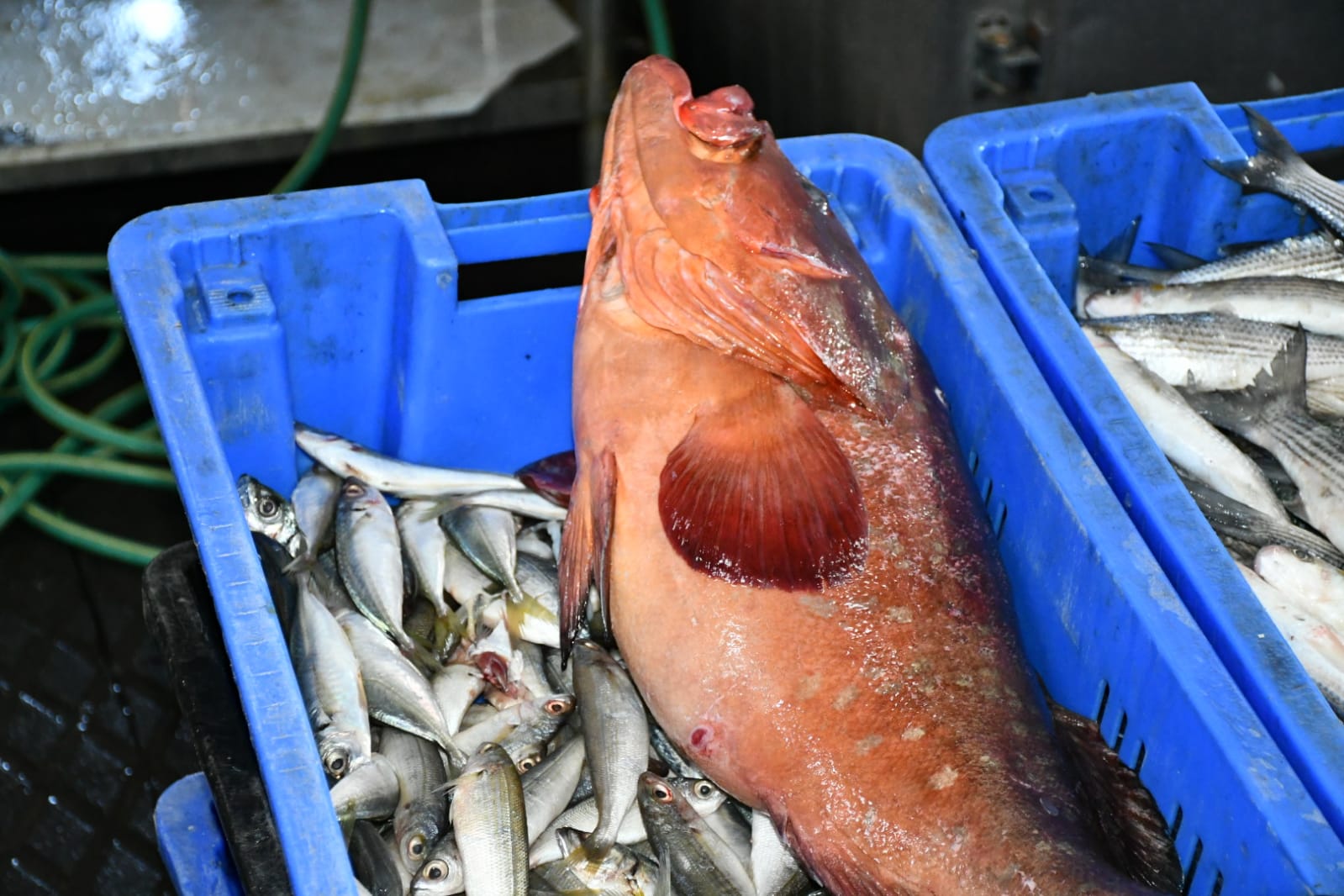 WhatsApp Image 2020-11-23 at 8.41.17 AM (1).jpeg.jpeg